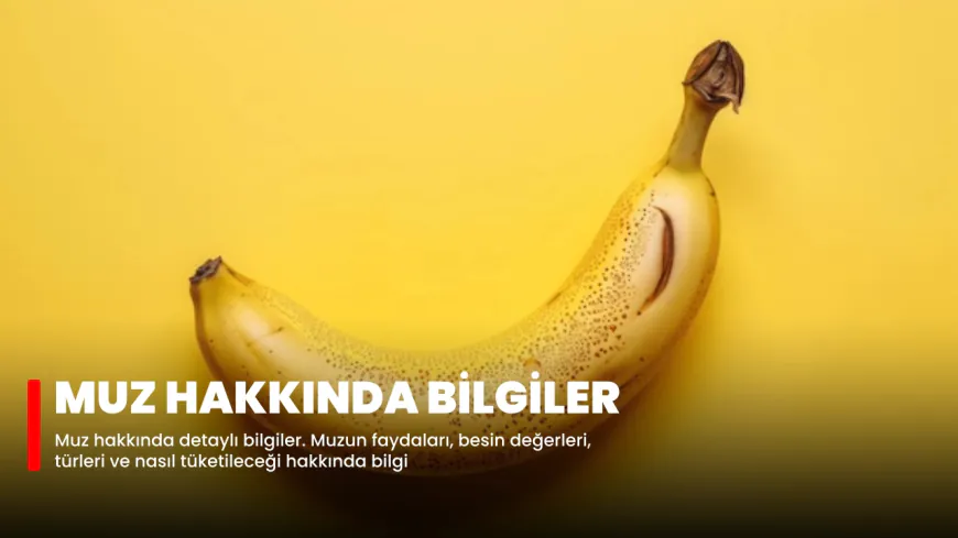 Muz Hakkında Bilgiler